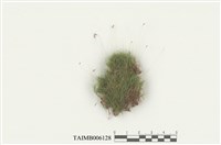 藏品(牛毛苔屬)的圖片